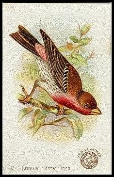 37 Crimson Fronted Finch